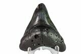 Bargain, Fossil Megalodon Tooth - Georgia #151564-1